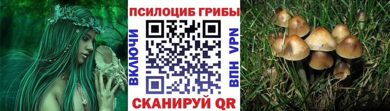 Псилоцибиновые грибы мицелий  Адыгейск 
